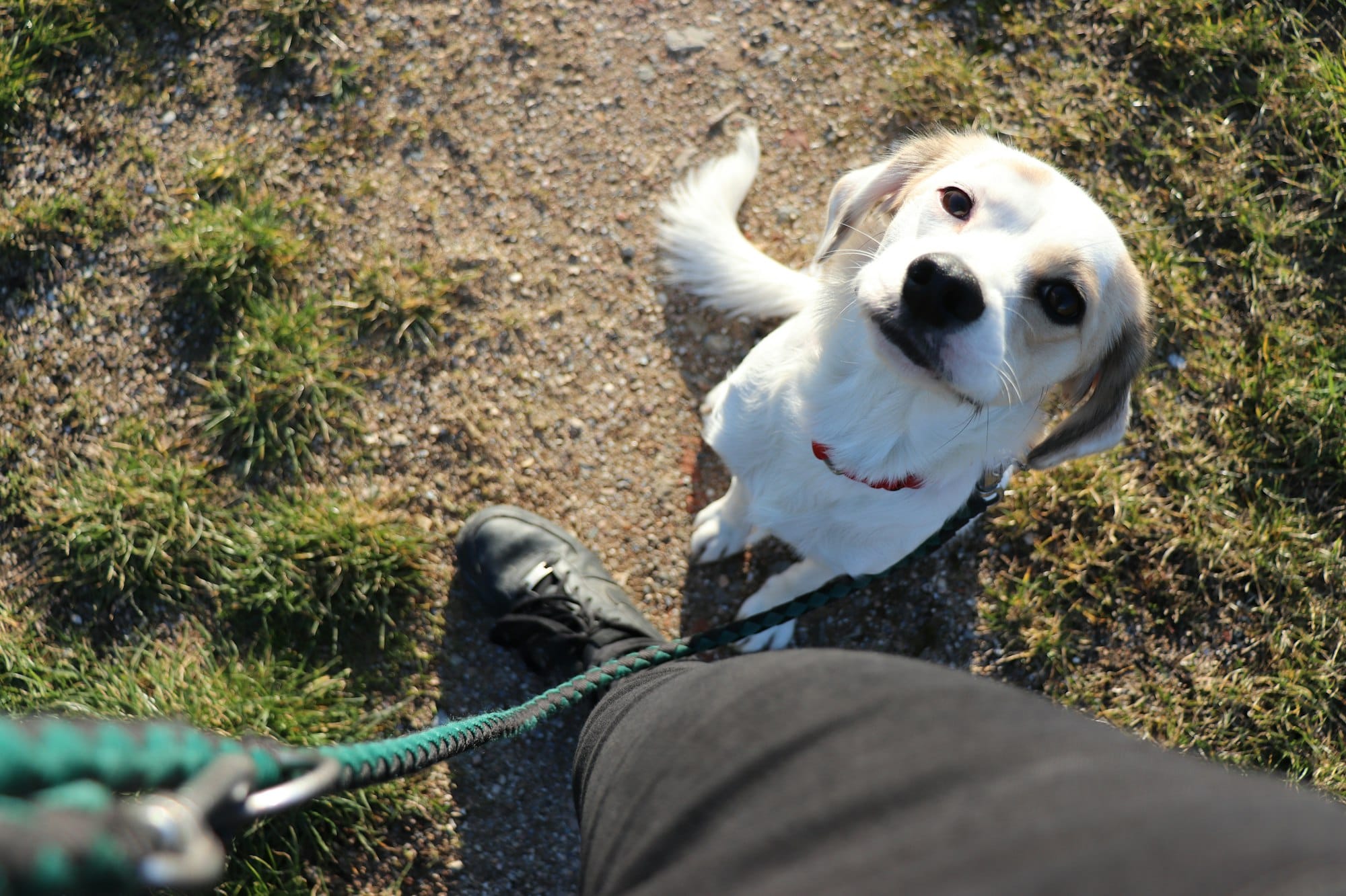 Looking down at a small white dog on a green rope leash, sitting by the walker's black boot on a dirt path