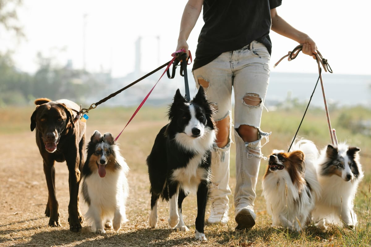 Best Dog Breed for Every Home: Big or Small Dogs, Family Dog
