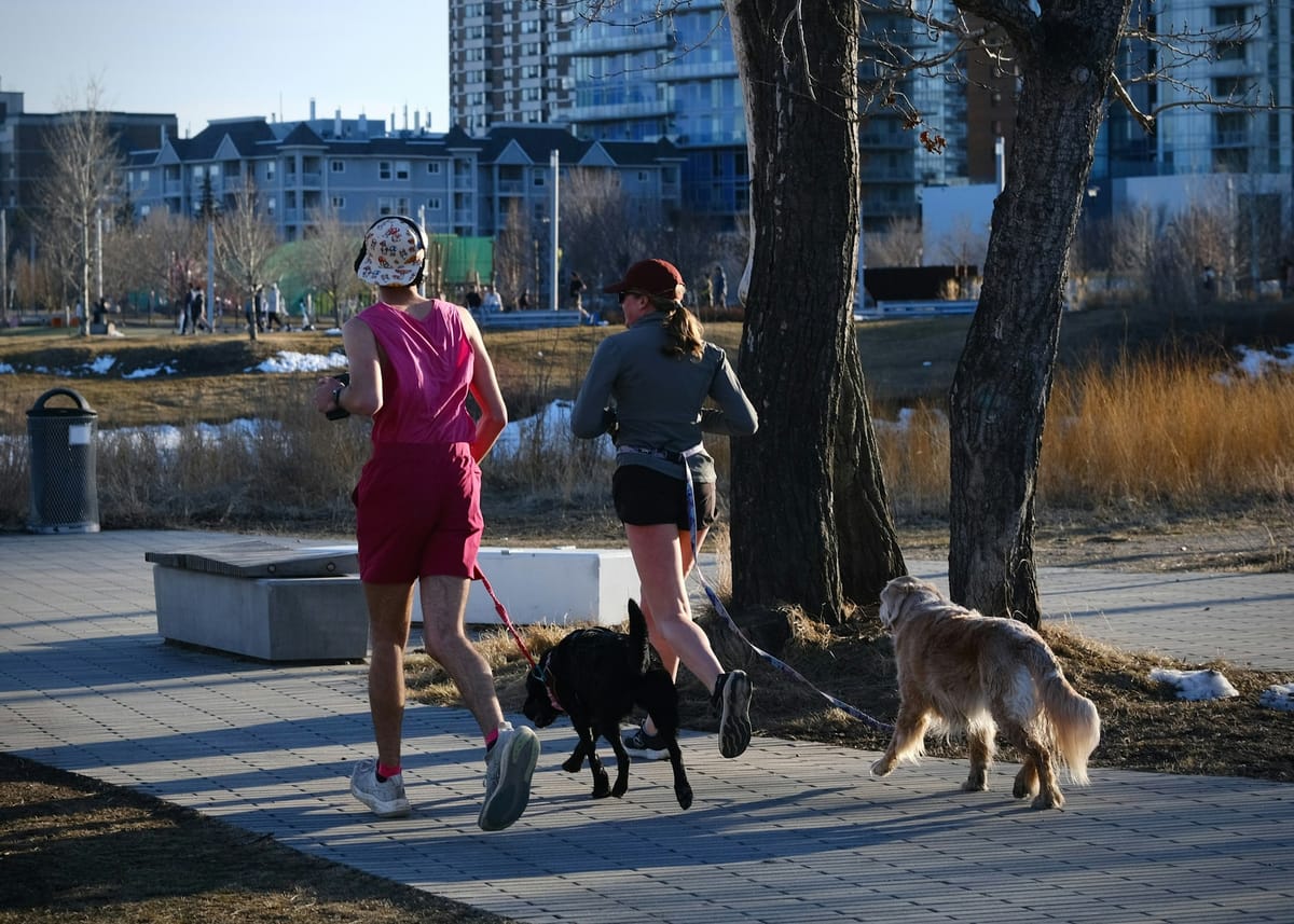 Two women jogging on a city park path with a black dog and a golden retriever on leashes, one leash attached at a runner's waist