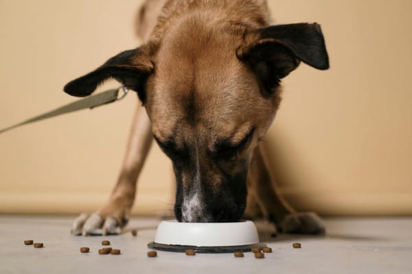 How to Choose the Best Dog Food: Advice from a Vet on Top Picks