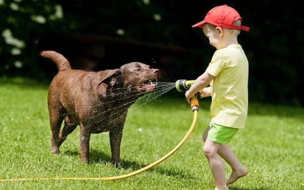 Hot Weather Safety: Keep Kids and Pets Cool