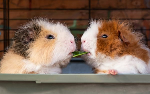 Two long-haired guinea pigs sharing a green leaf at the edge of their cage