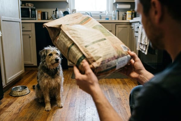 Food Recalls: How to Check, Get Alerts and Keep Your Family and Pets Safe