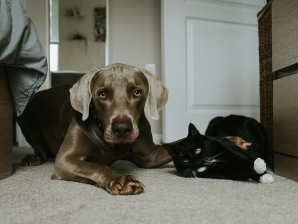 Remove Pet Odor and Stains: Top 10 Tips for Dog Smell